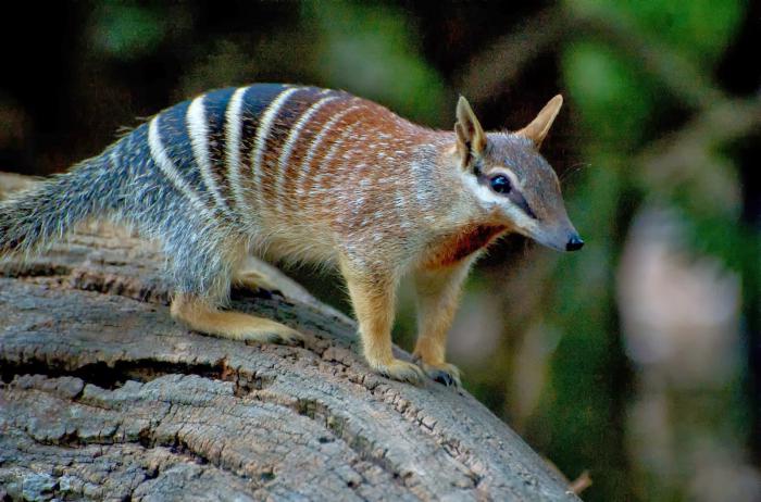 marsupial rotta