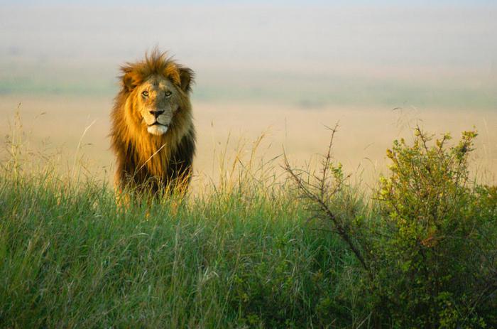 Amazing African Steppe: eläimet ja kasvit