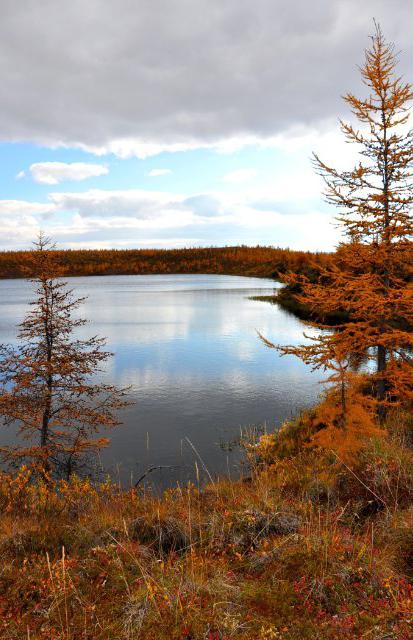 Taimyrsky Reserve. Maailman ja Venäjän säilykkeet