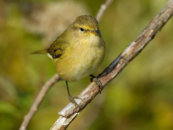 Vihreä chiffchaff