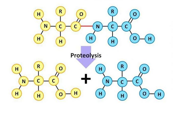 jossa proteiinien energiafunktio