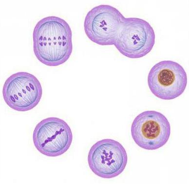 Mitoosin seurauksena syntyy uusia soluja: prosessin ominaisuudet ja merkitys
