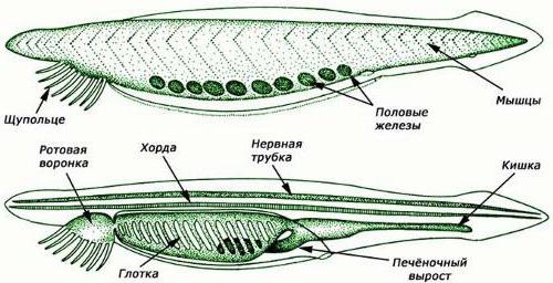 Aksiaalinen luuranko on akordi. Biologia sen toiminnoista ja merkityksestä