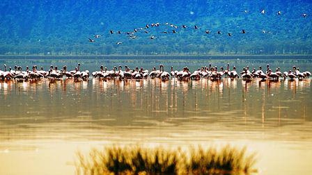 Lake Victoria Panorama