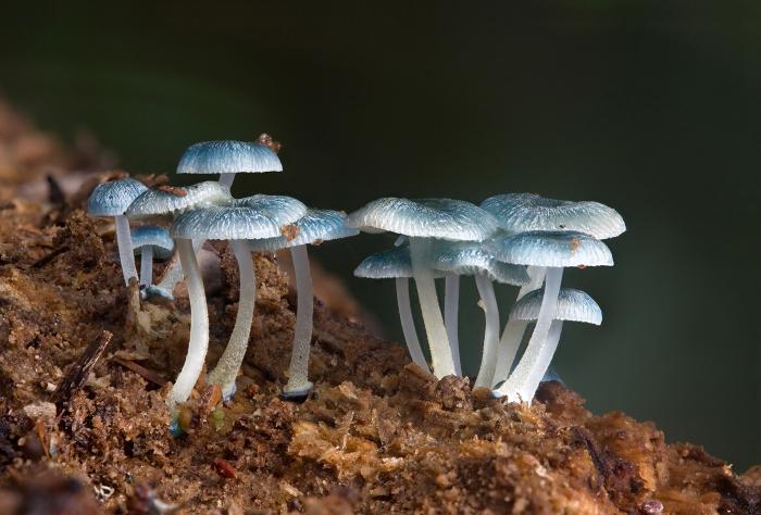 Mielenkiintoinen biologia. Miksi sienet ja bakteerit ovat hävittäjiä?