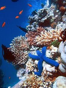 suuri barrier reef australia