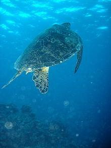 Great Barrier Reef - saaret ja riutat Coral Sea