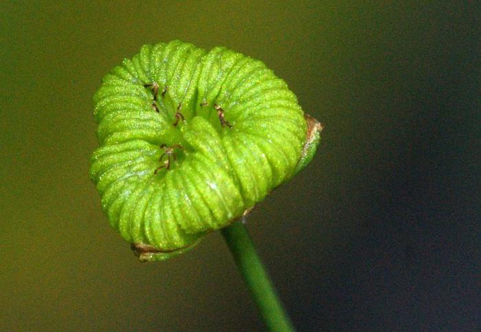 Chasusha plantain: kuvaus kansanlääketieteessä