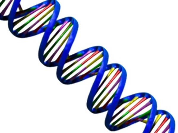 DNA: n synteesi