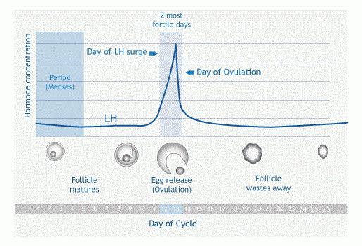 luteinisoivaa hormonia naisilla