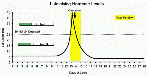 luteinisoiva hormoni on normaali naisilla syklin 2. päivänä