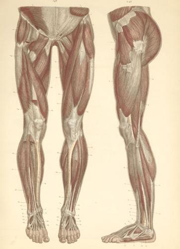 alemman raajan lihakset anatomia