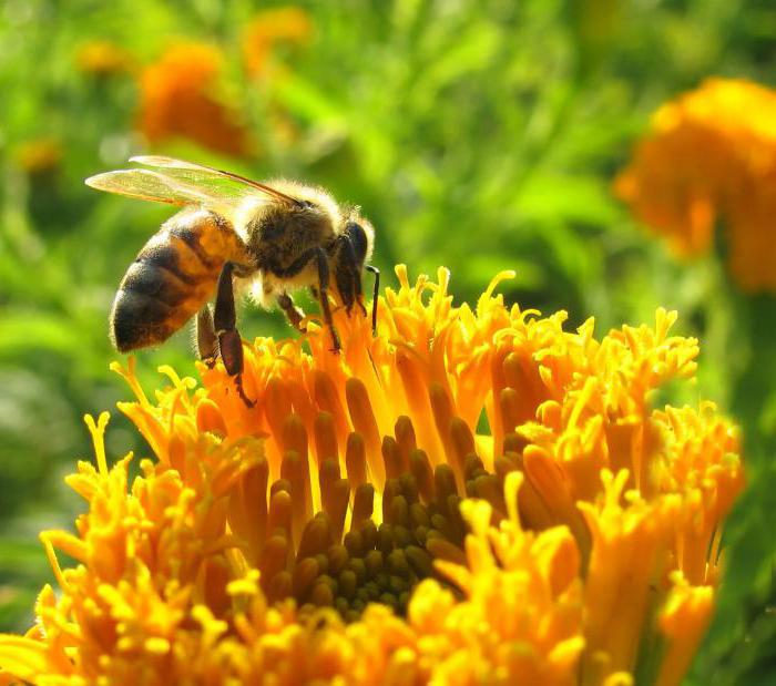 mikä on propolis 