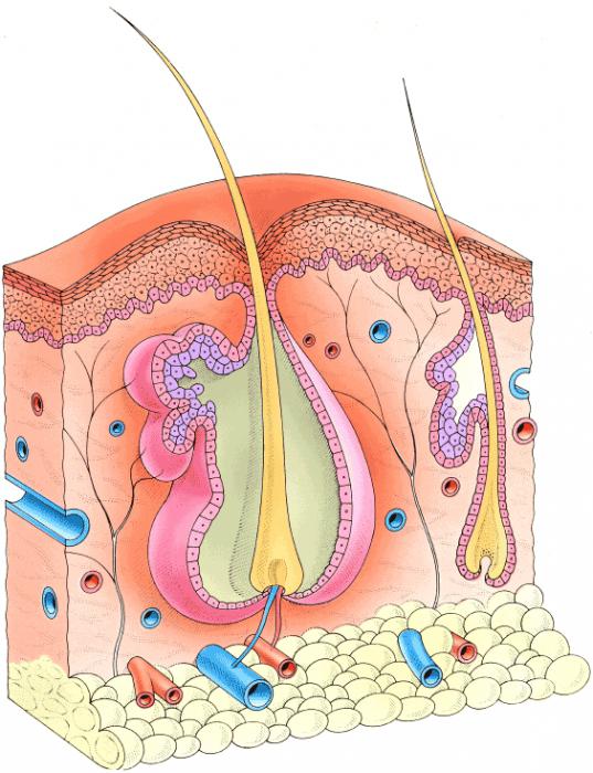 suurimmat pimples maailmassa 